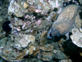 Huge Moray