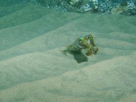 Cuttlefish