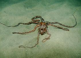 Octopus
