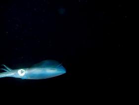 Squid