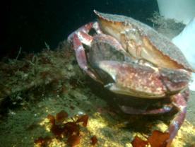 Box Crab