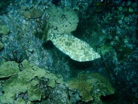 Filefish