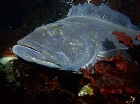 Ling Cod - Note the raised dorsal fins (angry)