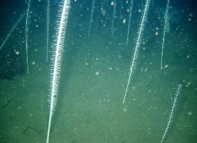 Sea Whips
