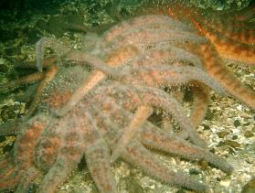 Two Star Fish